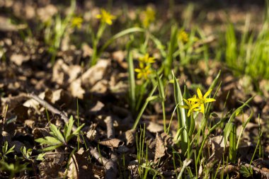 Gagea Minima (en azından Gagea) - sp Çiçeklenme erken sarı çiçek