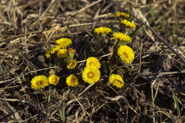 Mutter und Stiefmutter - erste gelbe Frühjahrsblüte im — Stockfoto