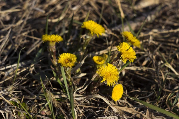 Mother and Stepmother - first yellow early spring flower in the — Stock Photo, Image