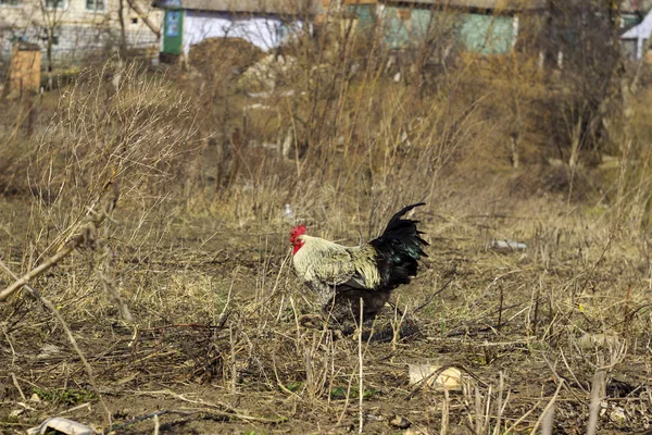 Belo galo com cauda preta brilhante e frango estão pastando em — Fotografia de Stock