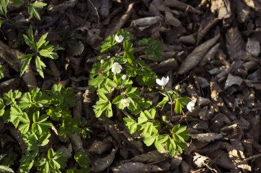 Bir erken Bahar çiçekli bitki ormanının içinde Anemone nemorosa olduğunu