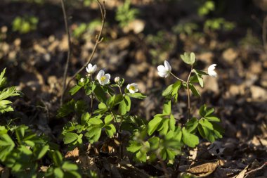 Bir erken Bahar çiçekli bitki ormanının içinde Anemone nemorosa olduğunu
