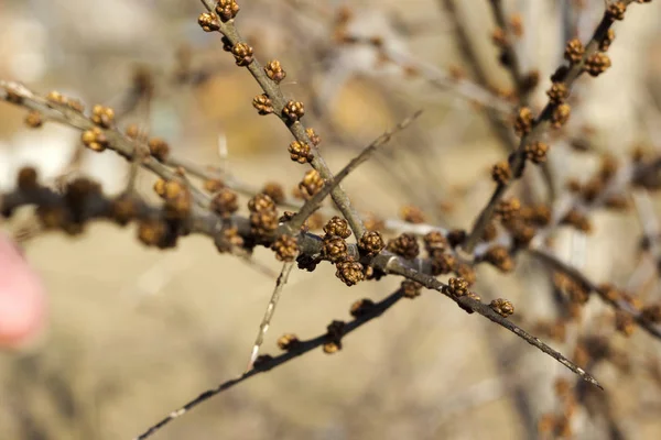 Gemme marroni insolite in un albero con una tinta dorata, concetto primaverile . — Foto Stock