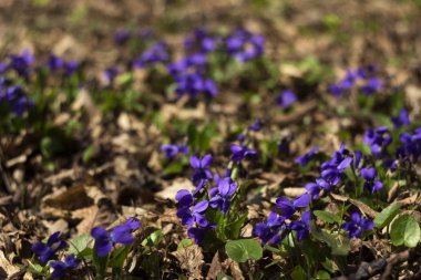 Viola odorata (tatlı mor, İngilizce Violet, ortak Menekşe) - VI