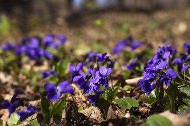 Viola odorata (tatlı mor, İngilizce Violet, ortak Menekşe) - VI