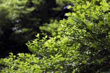 Yeşil Yaban mersini baharda yaprakları, çilek yok. Yaprakları durağındayım