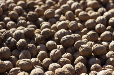 Güneşin içinde yatan bir kabukta olgun ceviz, arka plan. Faydalı ürün