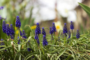 Muscari - mavi üzüm sümbül. Bahar çiçekleri. Muscari armeniacu