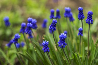 Muscari - mavi üzüm sümbül. Bahar çiçekleri. Muscari armeniacu