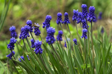 Muscari - mavi üzüm sümbül. Arılı bahar çiçekleri. Muscari 