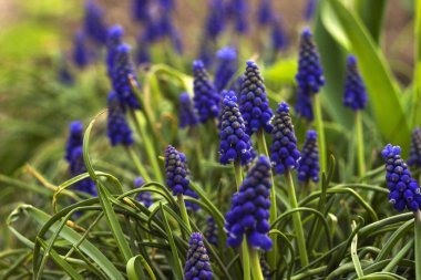 Muscari - mavi üzüm sümbül. Bahar çiçekleri. Muscari armeniacu