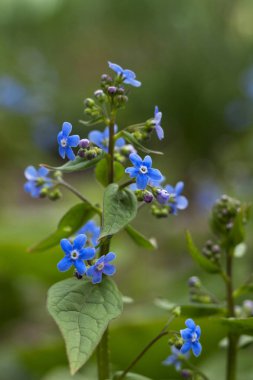 Myosotis (Forget Me Not, Akrep otlar) - çiçekli küçük blu