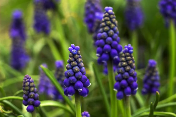 Muscari-blauwe druif hyacint. Lente bloemen. Muscari armeniacu — Stockfoto