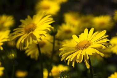 Doronicum orientale (Leopard's Bane) - bir bağırma gibi bahar çiçek