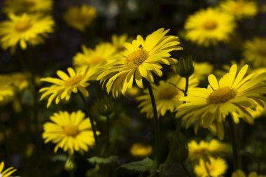 Doronicum orientale (Leopard's Bane) - bir bağırma gibi bahar çiçek