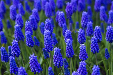 Muscari - mavi üzüm sümbül. Bahar çiçekleri. Muscari bir sürü