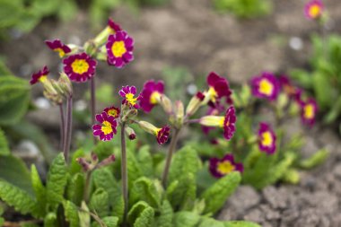 Kırmızı-crimson çuha çiçeği elatior bahçede çiçek açar. Parlak bahar