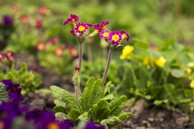 Kırmızı-crimson çuha çiçeği elatior bahçede çiçek açar. Parlak bahar