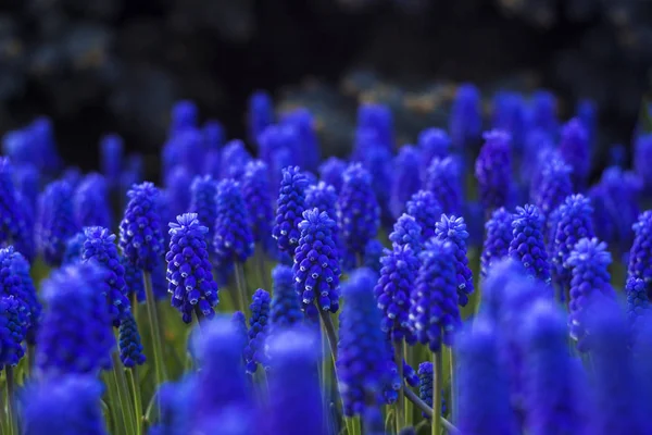 Muscari - mavi üzüm sümbül. Bahar çiçekleri. Muscari bir sürü — Stok fotoğraf