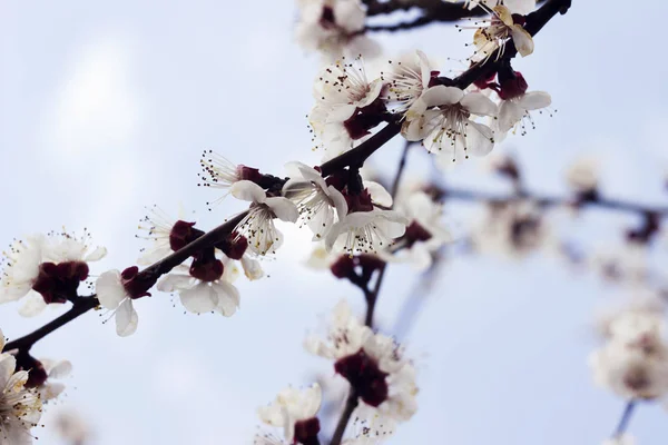 Красиве квітуче дерево - абрикоси, фон, блакитне небо. Спрін — стокове фото