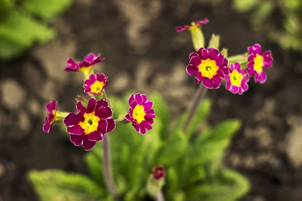 Röd-Crimson Primrose aureum blommar i trädgården. Bright Spring — Stockfoto