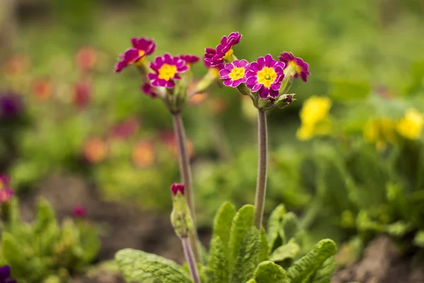 Röd-Crimson Primrose aureum blommar i trädgården. Bright Spring — Stockfoto