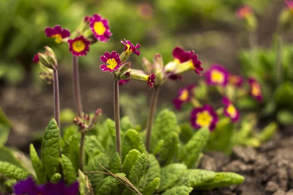 Röd-Crimson Primrose aureum blommar i trädgården. Bright Spring — Stockfoto