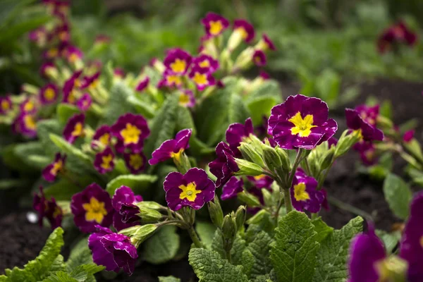 Röd-Crimson Primrose blommar i trädgården. Ljus vårblomma — Stockfoto