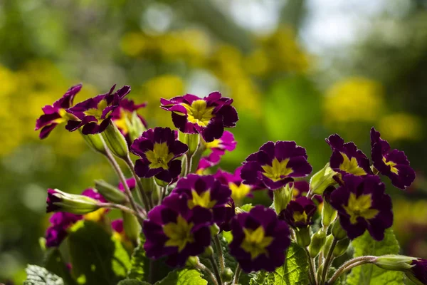 Röd-Crimson Primrose blommar i trädgården. Ljus vårblomma — Stockfoto