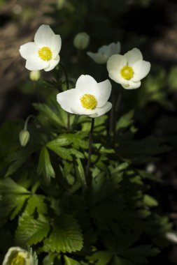Anemon sylvestris (kardelen anemon) çok yıllık bir bitki akışı