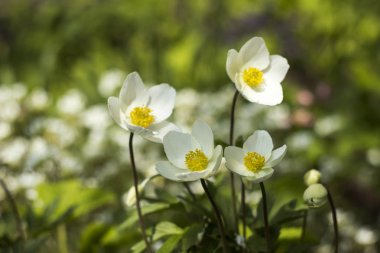 Anemon sylvestris (kardelen anemon) çok yıllık bir bitki akışı