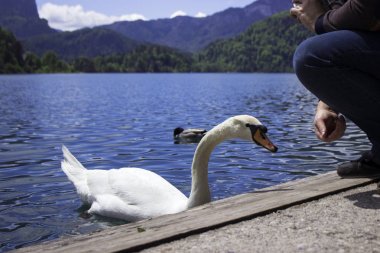 Bled Gölü'nde kuğuyu besliyor, gölde yüzen kuşlar.