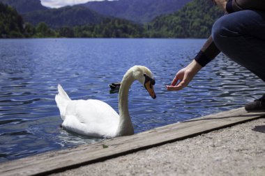 Bled Gölü'nde kuğuyu besliyor, gölde yüzen kuşlar.