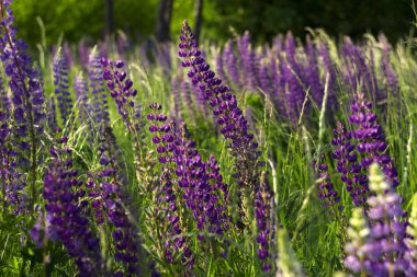 Fo ağaçların bir arka plan karşı bir alanda Mor lupins