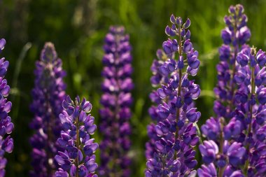 Bir sürü mor lupin tarlada çiçek açar. Bahar akan Glade