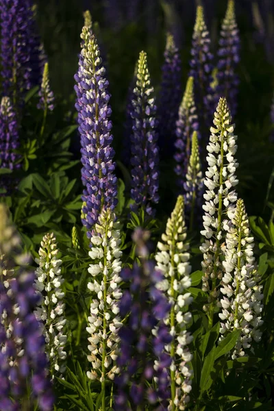 Lupins violets et blancs dans un champ sur fond de f — Photo