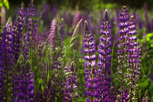 En hel del lila lupiner blommar på fältet. Glade av våren blo — Stockfoto