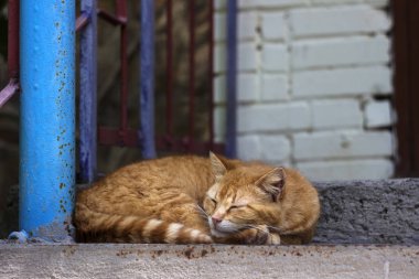 Güzel kırmızı kedi giriş yakın adımlarla uyuyan