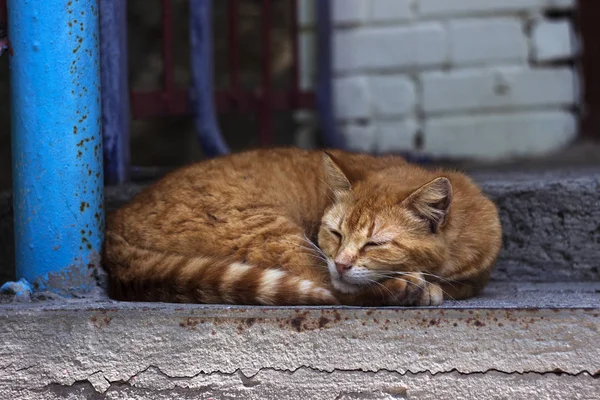 Belo gato vermelho dormindo nos degraus perto da entrada do — Fotografia de Stock