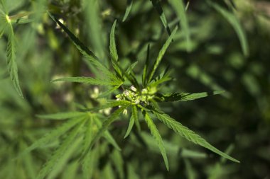 Kenevir - tıbbi bitkiler, Esrar çiçekli bitkilerin bir cins i