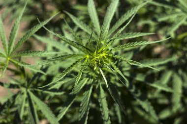 Kenevir - tıbbi bitkiler, Esrar çiçekli bitkilerin bir cins i