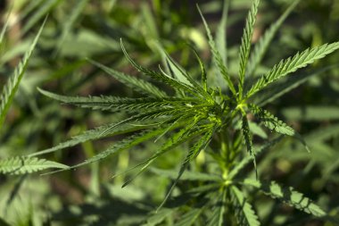 Kenevir - tıbbi bitkiler, Esrar çiçekli bitkilerin bir cins i