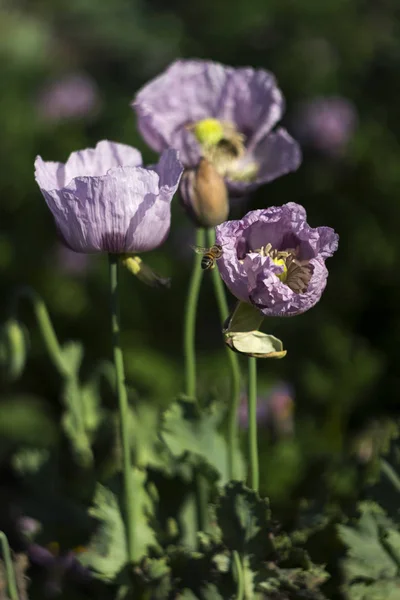 Opium poppy, purple poppy flower blossoms in a field. (Papaver s