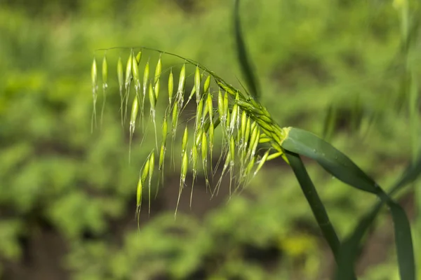 Green spikelets of oats in the field, raw grains of seed oats. G