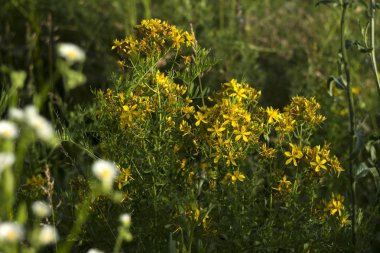 Tıbbi St John's Wort (Hypericum perforatum), yararlı bitki blo