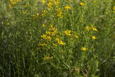 Tıbbi St John's Wort (Hypericum perforatum), yararlı bitki blo