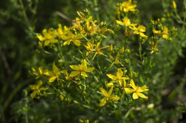 Tıbbi St John's Wort (Hypericum perforatum), yararlı bitki blo