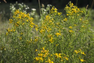 Tıbbi St John's Wort (Hypericum perforatum), yararlı bitki blo