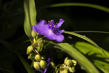 Virginia Spiderwort (Tradescantia virginiana) bahçede çiçek açar, 