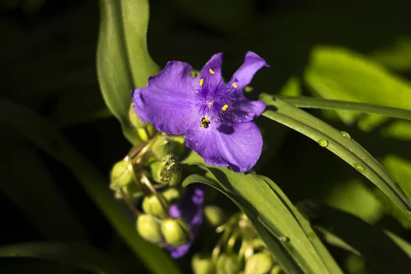 Virginia Spiderwort (Tradescantia virginiana) kvete v zahradě, — Stock fotografie